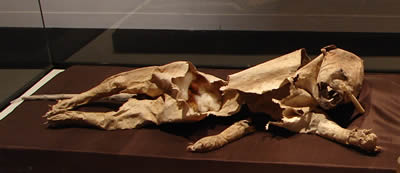 Momia de Animal de la Cultura Chachapoyas 01