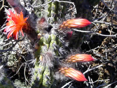 FLORES SILVESTRES CORONGUINAS 01