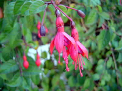 FLORES SILVESTRES CORONGUINAS 06