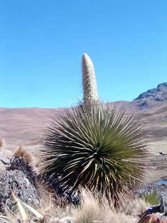 PUYA RAIMONDI PLANTA JOVEN