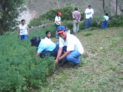 LA AGRICULTURA EN HUACAR 02