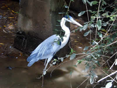 GARZA BLANCA