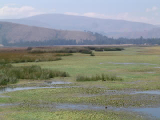 LAGUNA DE PACA 04