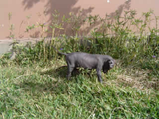 Perro Chino, Vitilingo o Perro Peruano 00