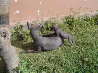 Perro Chino, Vitilingo o Perro Peruano 02