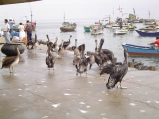 BALNEARIO DE ANCON 01