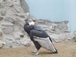 PARQUE DE LAS LEYENDAS CONDOR