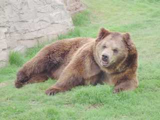 PARQUE DE LAS LEYENDAS OSO