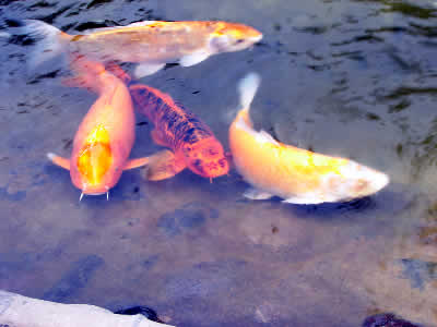 PARQUE JAPONES 01