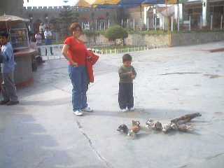 Alimentando las palomas