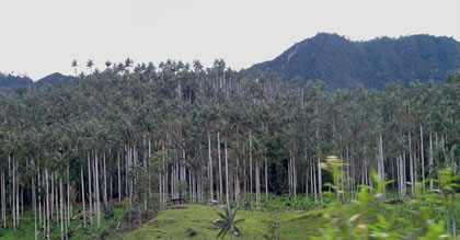 BOSQUE DE PALMERAS DE SAN JOSE Y OCOL 01