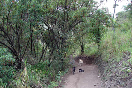 CAMINATA COCACHIMBA-GOCTA-COCACHIMBA 06