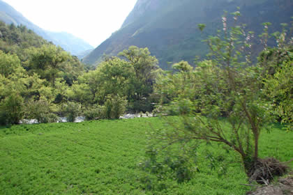 CHILINGOTE-SAMANGA-LUCMILLAS-LIMATAMBO 03