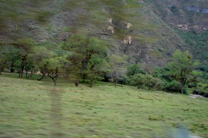 CHILINGOTE-SAMANGA-LUCMILLAS-LIMATAMBO 09