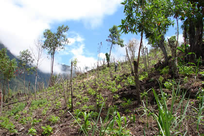 COCACHIMBA AGRONOMIA 02