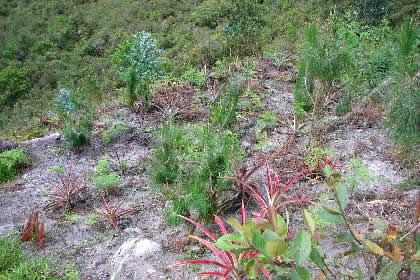 COCACHIMBA AGRONOMIA 06