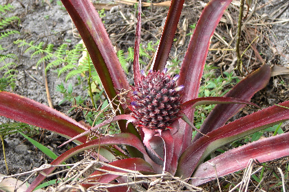 COCACHIMBA AGRONOMIA 09