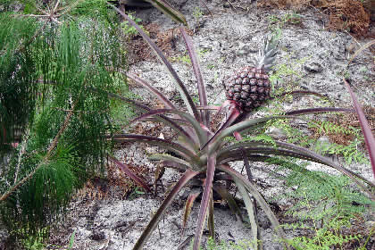 COCACHIMBA AGRONOMIA 10