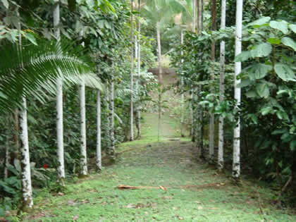 JARDIN BOTANICO TUNANTS 01