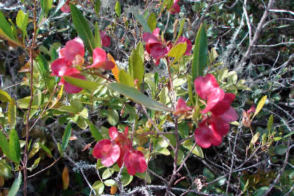 PUEBLO DE MUERTOS - FLORA 01