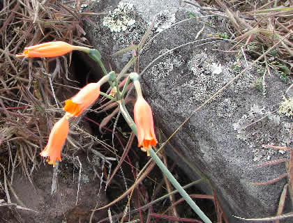 PUEBLO DE MUERTOS - FLORA 05