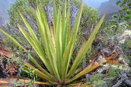 PUEBLO DE MUERTOS - FLORA 09