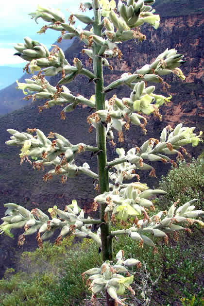 PUEBLO DE MUERTOS - FLORA 10