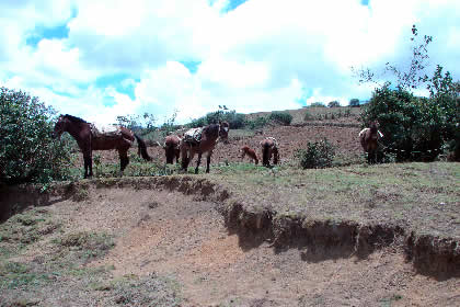 SAN MIGUEL DE CRUZ PATA - LAMUD 03