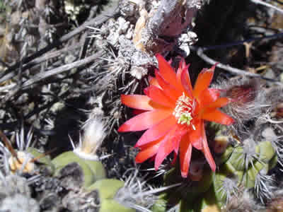 FLORES SILVESTRES CORONGUINAS 02