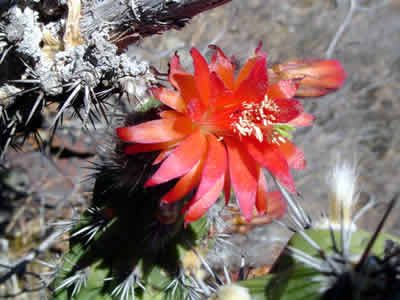 FLORES SILVESTRES CORONGUINAS 03