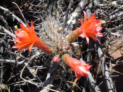 FLORES SILVESTRES CORONGUINAS 04