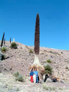 PUYA RAIMONDI PLANTA MUERTA