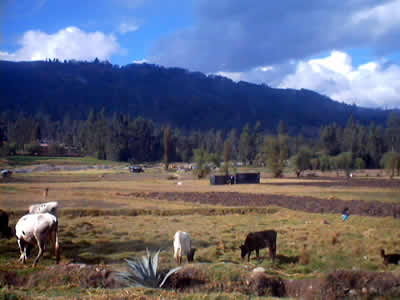 CAMPO ANDAHUAYLAS