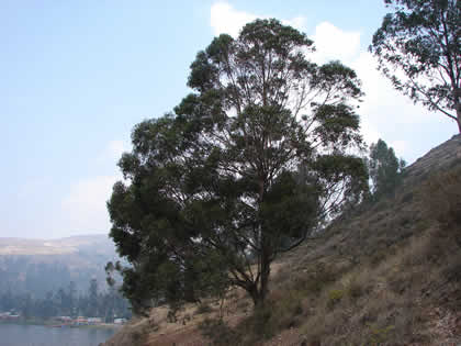 LAGUNA DE PACUCHA 15