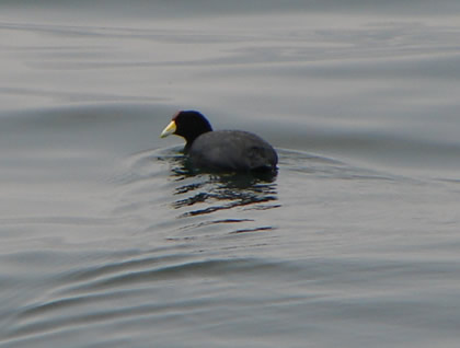 LAGUNA DE PACUCHA 26