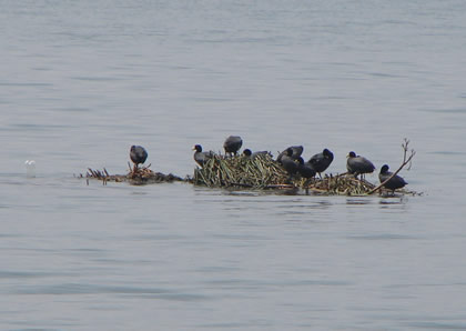 LAGUNA DE PACUCHA 27