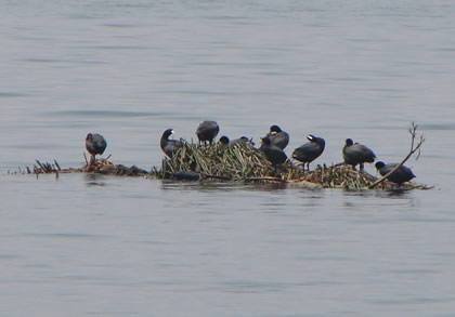 LAGUNA DE PACUCHA 29