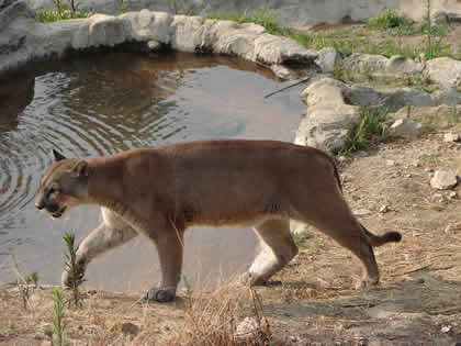 MINI ZOOLOGICO EL MIRADOR EL PUMA 04