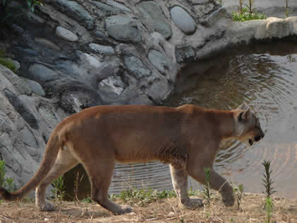 MINI ZOOLOGICO EL MIRADOR EL PUMA 05