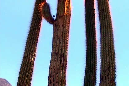 BOSQUE DE CACTACEAS DE JUDIOPAMPA 02