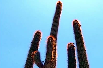 BOSQUE DE CACTACEAS DE JUDIOPAMPA 03