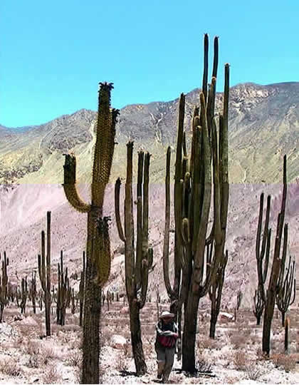 BOSQUE DE CACTACEAS DE JUDIOPAMPA 04