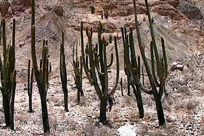 BOSQUE DE CACTACEAS DE JUDIOPAMPA 07