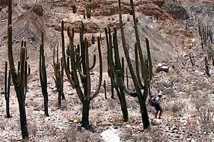 BOSQUE DE CACTACEAS DE JUDIOPAMPA 08