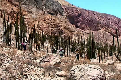 BOSQUE DE CACTACEAS DE JUDIOPAMPA 09