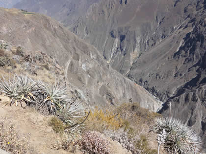 CAON DEL COLCA 11