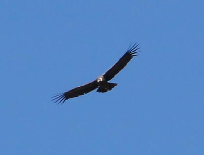 EL VUELO DEL CONDOR 05