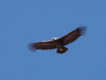 EL VUELO DEL CONDOR 06