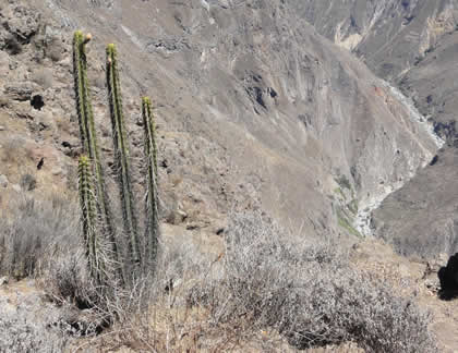 FLORA COLCA 02