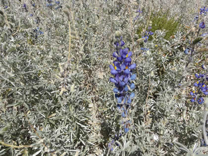 FLORA COLCA 04